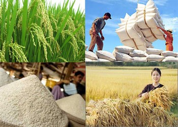 Xuất khẩu gạo sang Trung Quốc tăng mạnh